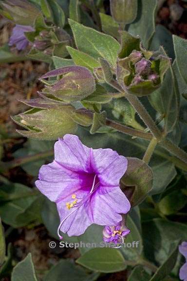 mirabilis multiflora var pubescens 3 graphic